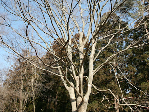 Magnolia obovata