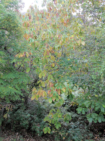 Magnolia obovata
