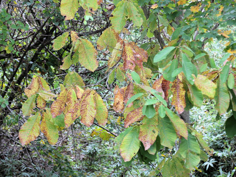 Magnolia obovata