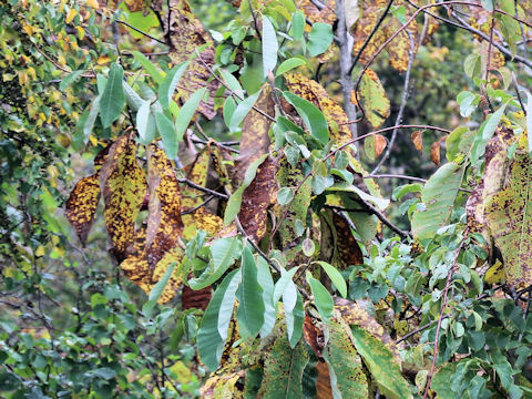 Magnolia obovata