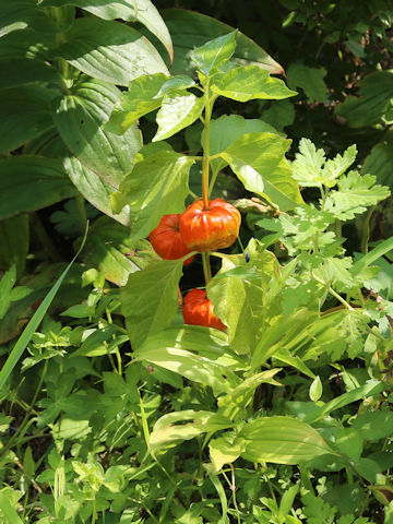 Physalis alkekengi var. franchetii