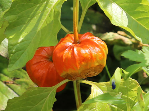 Physalis alkekengi var. franchetii