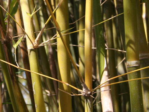 Bambusa multiplex