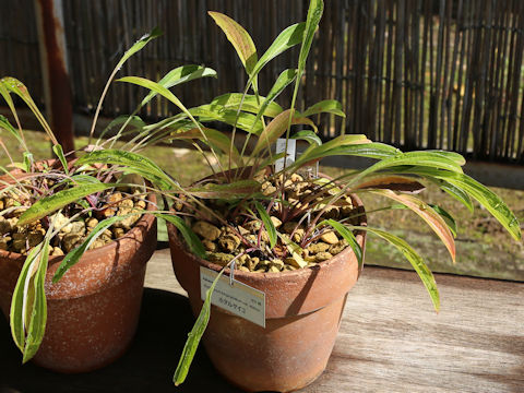 Bupleurum longiradiatum ssp. sachalinense var. elatius