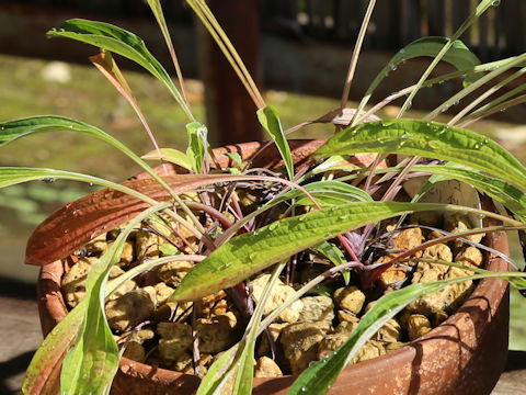 Bupleurum longiradiatum ssp. sachalinense var. elatius