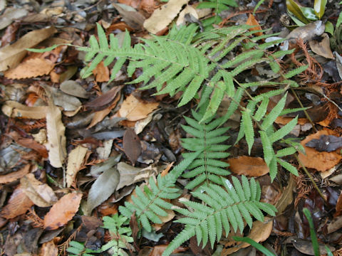 Thelypteris acuminata