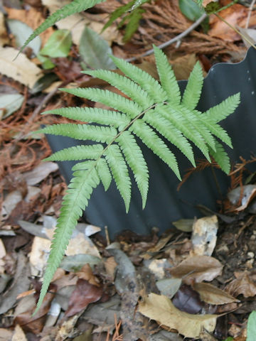 Thelypteris acuminata