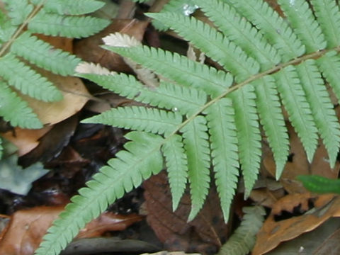 Thelypteris acuminata