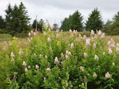 Spiraea salicifolia
