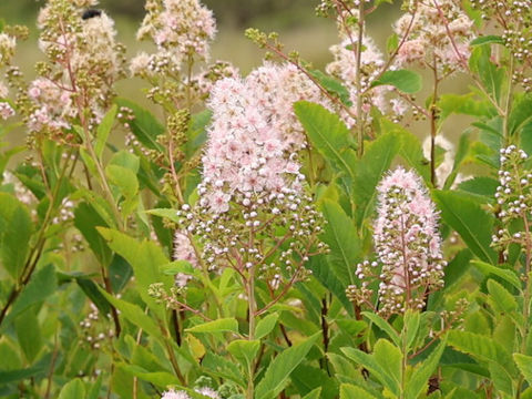 Spiraea salicifolia