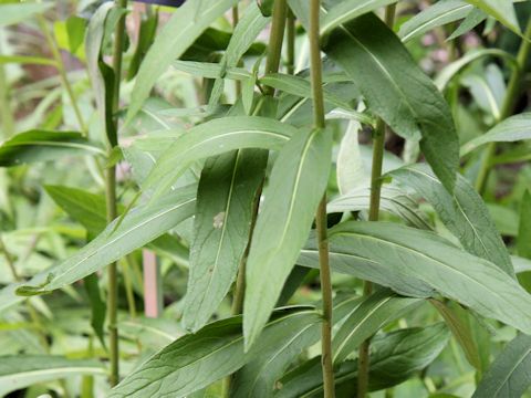 Inula britannica ssp. linariaefolia