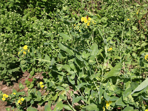 Crepidiastrum lanceolatum