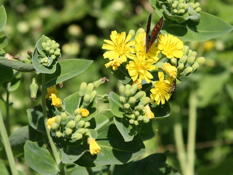 Crepidiastrum lanceolatum