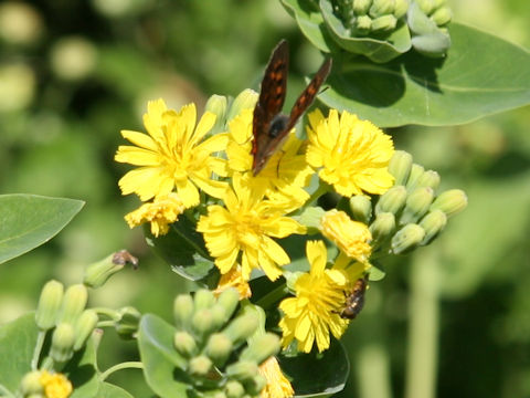 Crepidiastrum lanceolatum