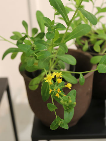 Crepidiastrum lanceolatum