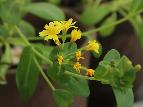 Crepidiastrum lanceolatum