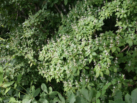 Elliottia paniculata