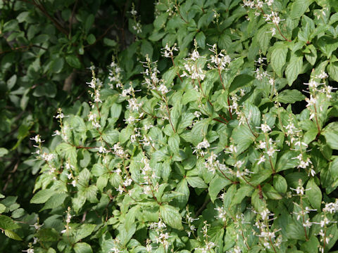 Elliottia paniculata