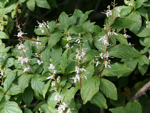 Elliottia paniculata