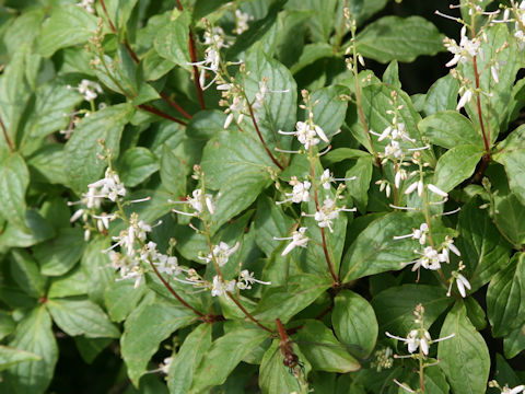 Elliottia paniculata