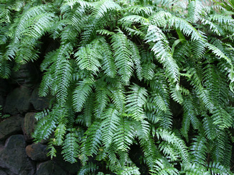 Nephrolepis biserrata