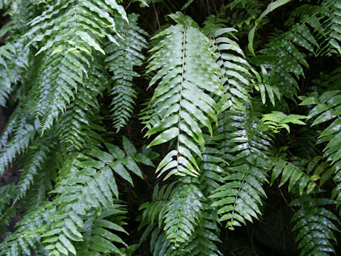 Nephrolepis biserrata