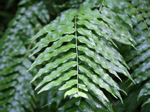 Nephrolepis biserrata