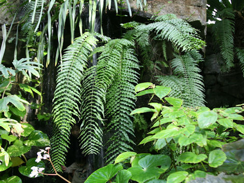 Nephrolepis biserrata