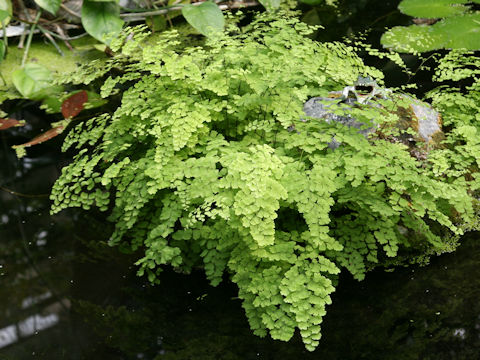 Adiantum capillus-veneris