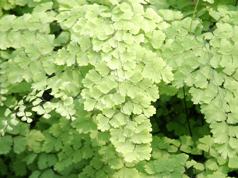 Adiantum capillus-veneris