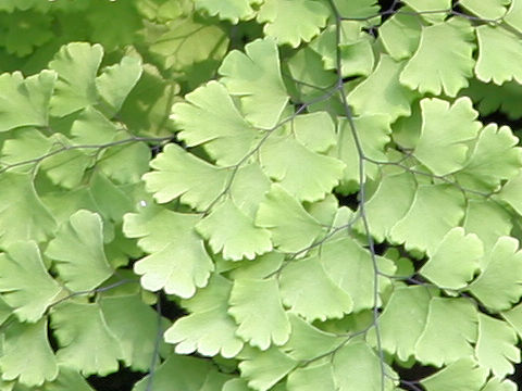 Adiantum capillus-veneris