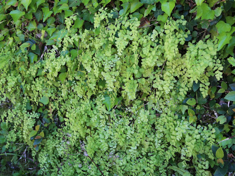 Adiantum capillus-veneris