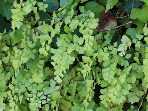 Adiantum capillus-veneris