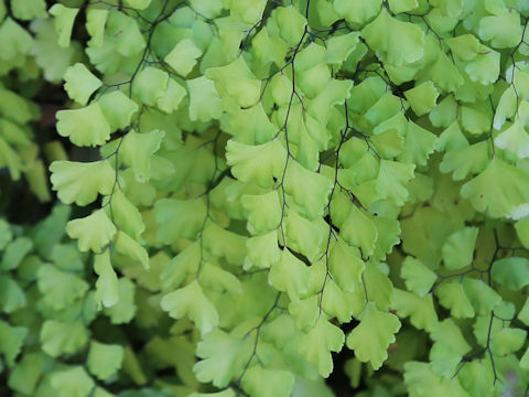 Adiantum capillus-veneris