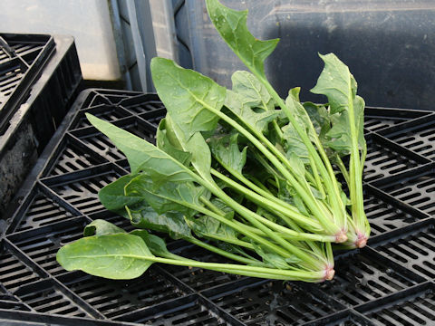 Spinacia oleracea cv. Aji Salad