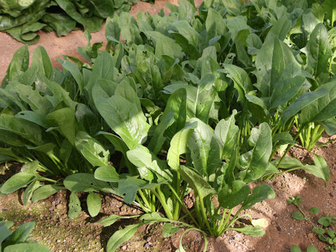 Spinacia oleracea cv. Aji Salad