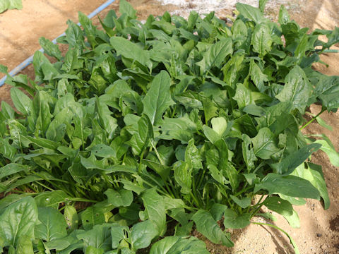 Spinacia oleracea cv. Aji Salad