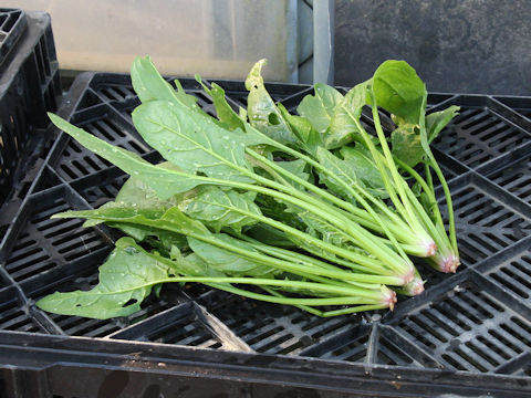 Spinacia oleracea cv. Aji Salad