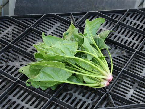 Spinacia oleracea cv. Spears