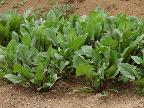 Spinacia oleracea cv. Wase Salad Akari