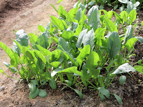 Spinacia oleracea cv. Cheetah