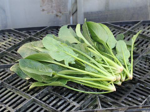 Spinacia oleracea cv. Cheetah