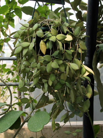 Hoya bilobata