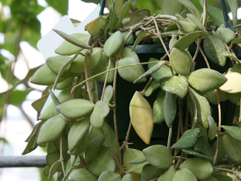 Hoya bilobata