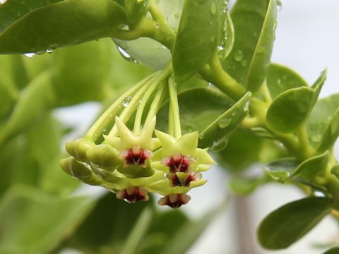 Hoya cumingiana