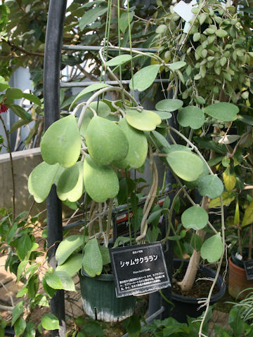 Hoya kerrii