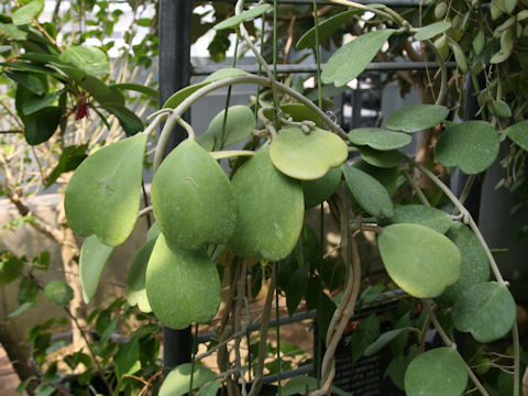 Hoya kerrii