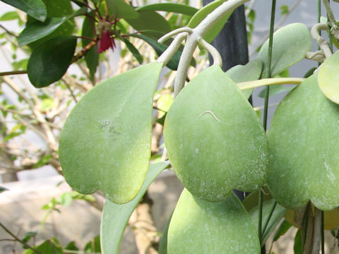 Hoya kerrii