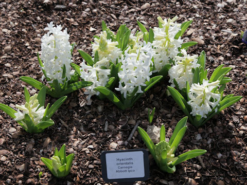 Hyacinthus orientalis cv. Carnegie