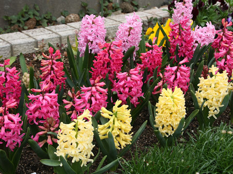Hyacinthus orientalis